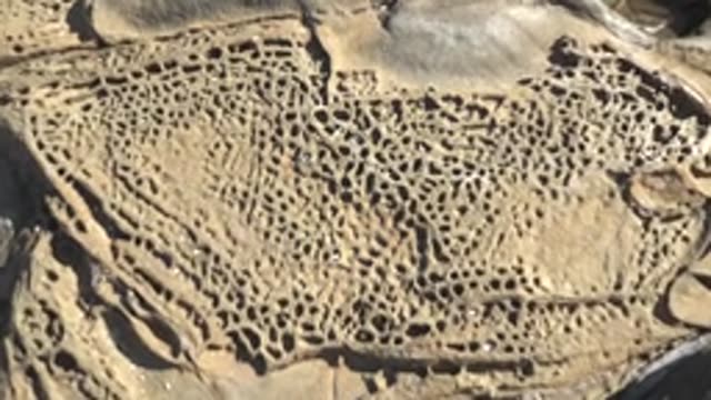 LA BOCANA BCS MEXICO-2022: Marine-bored Rock Surface with Shifting Shells