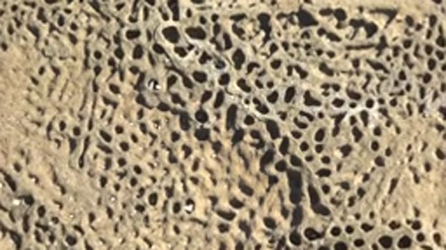 LA BOCANA BCS MEXICO-2022: Small Shell Moving Across Pitted Rock Surface