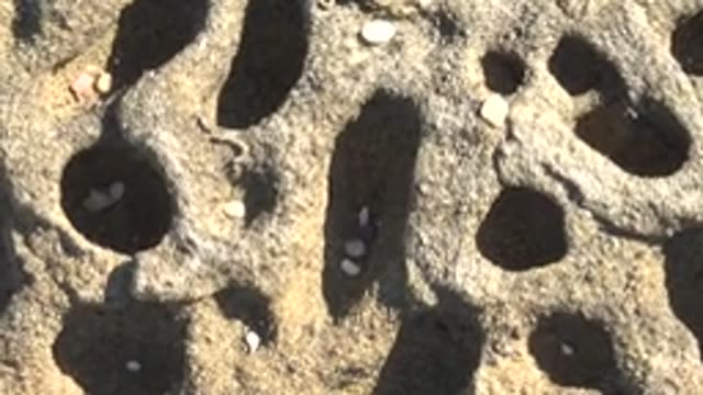 LA BOCANA BCS MEXICO-2022: Honeycomb Rock Surface with Embedded Pebbles