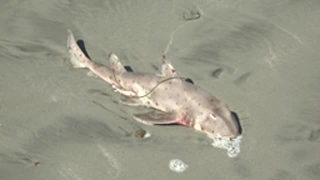 LA BOCANA BCS MEXICO-2022: Shark Moving Slowly on Sandy Seabed