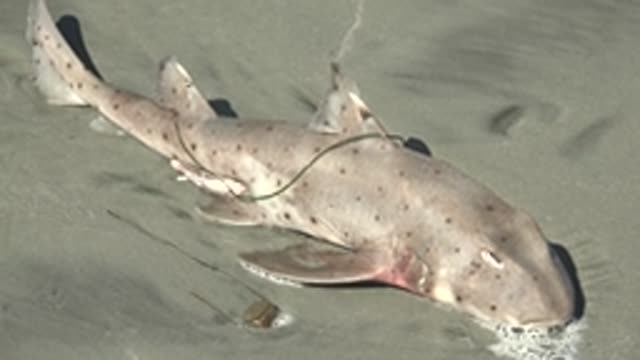 LA BOCANA BCS MEXICO-2022: Spotted Shark Resting on Sandy Beach