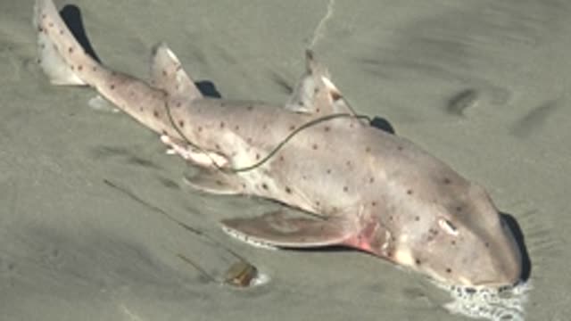 LA BOCANA BCS MEXICO-2022: Beached Shark with Rope on Sandy Shore