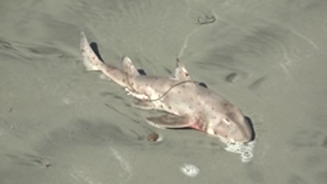 LA BOCANA BCS MEXICO-2022: Shark on Sandy Shore in Shallow Water