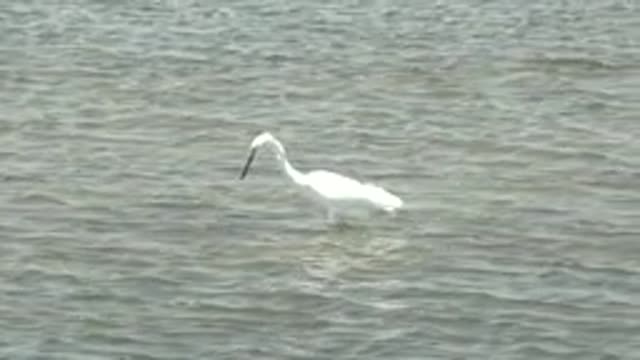 GUERRERO NEGRO BCS MEXICO-2022: White Wading Bird Foraging in Shallow Water