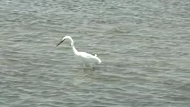 GUERRERO NEGRO BCS MEXICO-2022: White Heron Foraging in Shallow Water