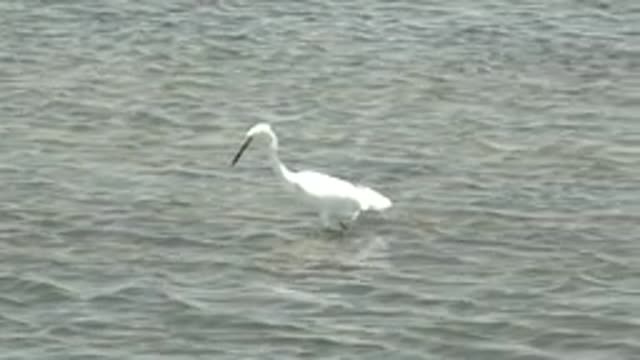 GUERRERO NEGRO BCS MEXICO-2022: White Heron Wading in Shallow Water