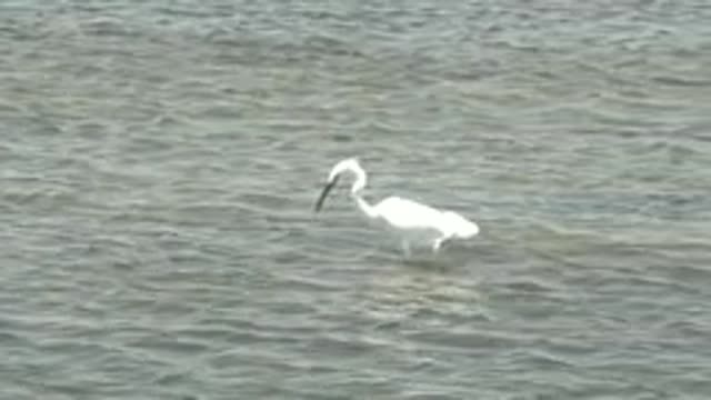 GUERRERO NEGRO BCS MEXICO-2022: White Egret Wading and Foraging in Shallow Water
