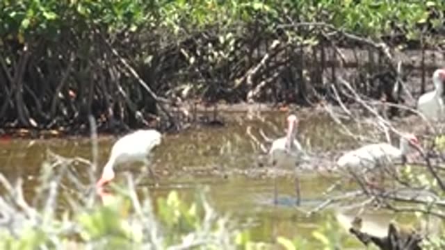 SAN CARLOS BCS MEXICO-2022: White Ibis Birds Wading in Mangrove Wetland