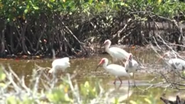 SAN CARLOS BCS MEXICO-2022: White Ibis Wading in Mangrove Shallows