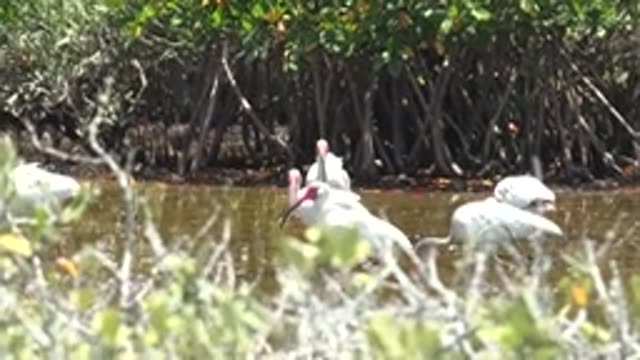 SAN CARLOS BCS MEXICO-2022: White Ibises Wading in Shallow Mangrove Waters