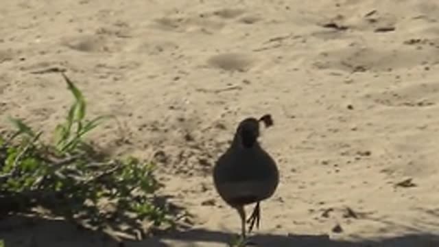 SAN CARLOS BCS MEXICO-2022: Quail Foraging on Sandy Beach