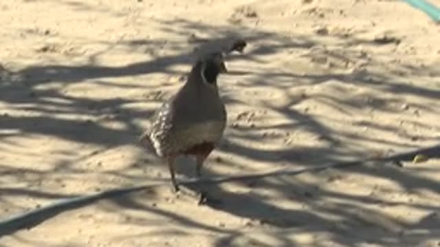 SAN CARLOS BCS MEXICO-2022: Quail Foraging on Sandy Ground