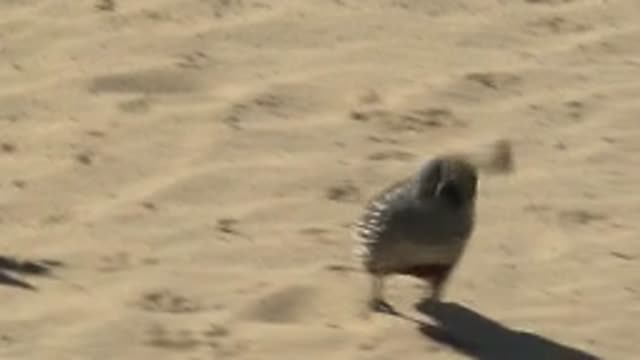 SAN CARLOS BCS MEXICO-2022: Quail Walking on Sandy Ground
