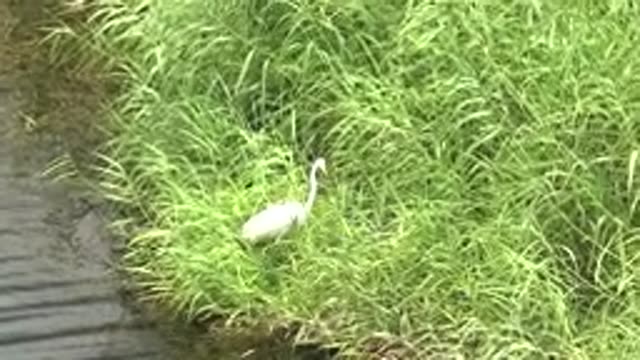 MULEGE BCS MEXICO-2022: White Heron Foraging in Tall Grass by Water