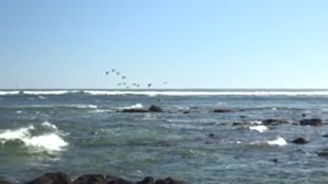 LA BOCANA BCS MEXICO-2022: Flock of Birds Soaring Over Ocean Waves and Rocky Shore