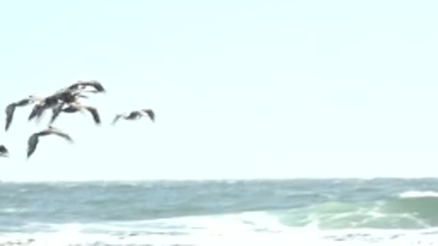LA BOCANA BCS MEXICO-2022: Flock of Pelicans Soaring Over Ocean Waves