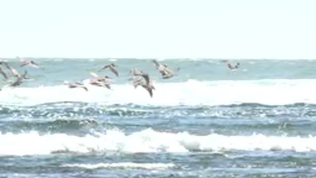 LA BOCANA BCS MEXICO-2022: Seabirds Flying Over Ocean Waves