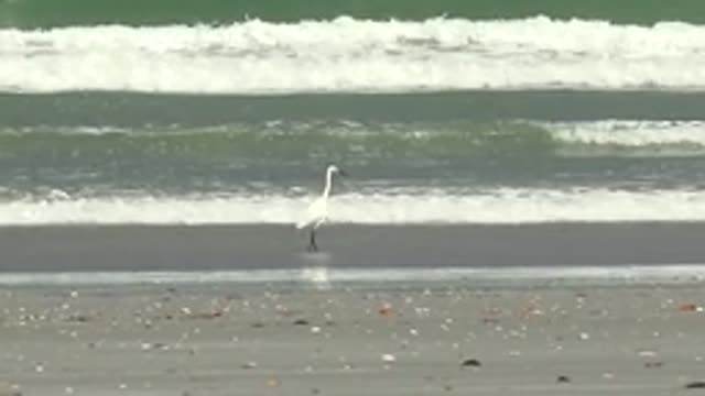 LA BOCANA BCS MEXICO-2022: White Heron Walking on Sandy Beach