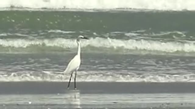LA BOCANA BCS MEXICO-2022: White Heron Walking Along the Shoreline