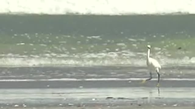 LA BOCANA BCS MEXICO-2022: White Heron Walking Along Ocean Shore