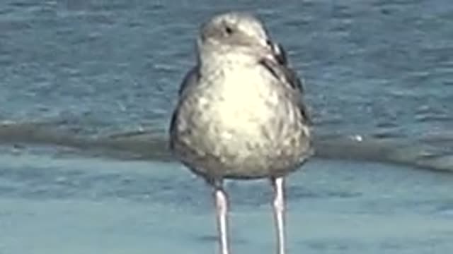 LA BOCANA BCS MEXICO-2022: Seagull Preening Feathers in Shallow Water