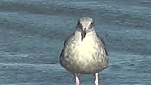 LA BOCANA BCS MEXICO-2022: Seagull Preening and Grooming on Water Surface