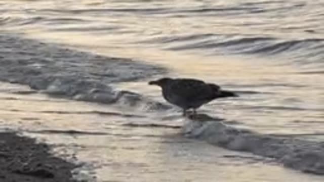 BAHIA DE LOS ANGELES BCS MEXICO-2022: Seagull Standing on Shallow Shore As Waves Recede