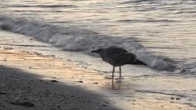 BAHIA DE LOS ANGELES BCS MEXICO-2022: Seagull Standing on Sandy Shore As Waves Roll In