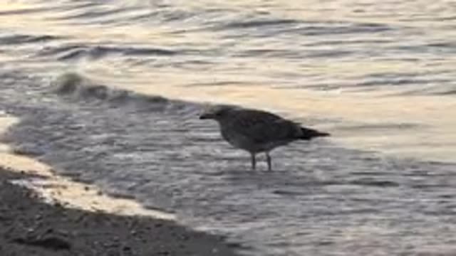 BAHIA DE LOS ANGELES BCS MEXICO-2022: Seagull on the Beach As Waves Gently Roll In