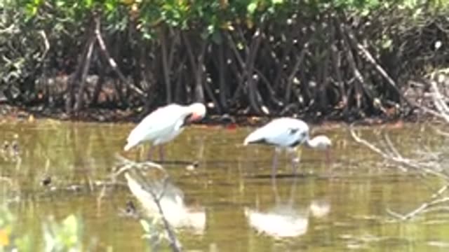 SAN CARLOS BCS MEXICO-2022: Two White Ibises Foraging in Shallow Mangrove Water