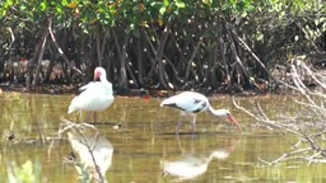 SAN CARLOS BCS MEXICO-2022: Two White Ibises Foraging in Shallow Mangrove Water