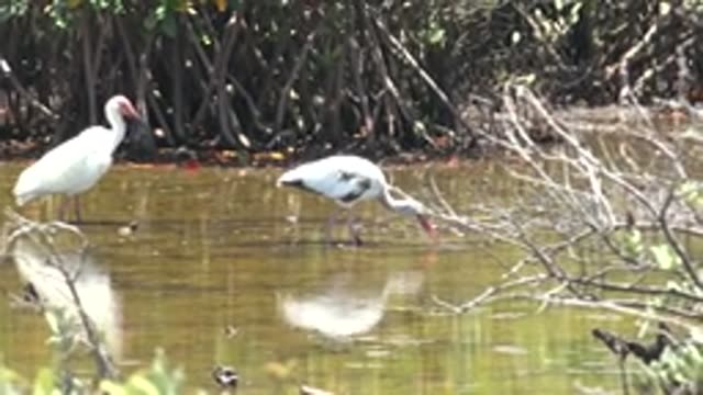 SAN CARLOS BCS MEXICO-2022: White Ibis Foraging in Shallow Mangrove Water