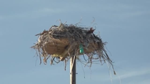 SAN CARLOS BCS MEXICO-2022: Bird Nest on a Wooden Platform