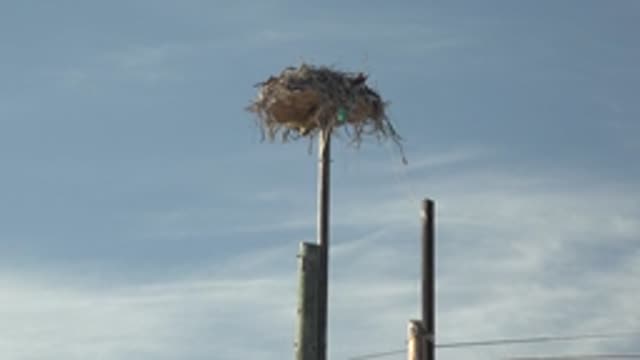 SAN CARLOS BCS MEXICO-2022: Bird's Nest on Utility Pole with Power Lines Emerging