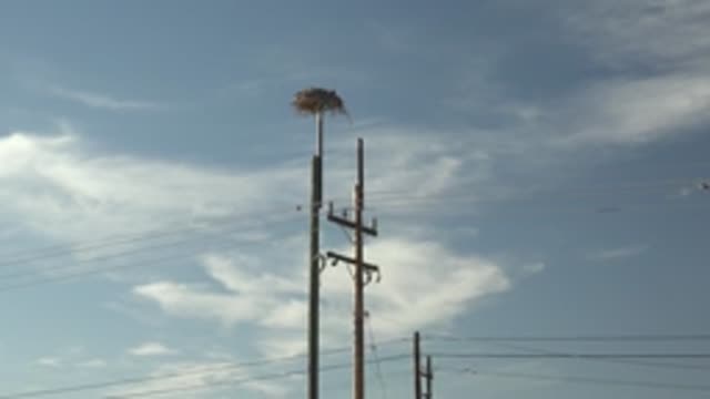 SAN CARLOS BCS MEXICO-2022: Nest on Power Pole in Desert Landscape