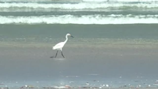 LA BOCANA BCS MEXICO-2022: White Egret Walking on Shallow Beach
