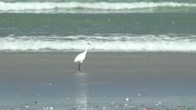LA BOCANA BCS MEXICO-2022: White Egret Walking on Shallow Beach Shore
