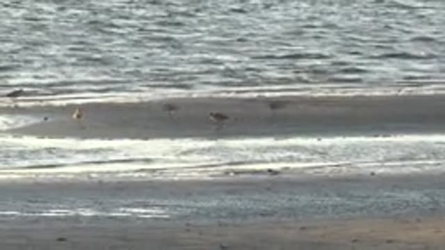 SAN CARLOS BCS MEXICO-2022: Wading Birds Moving Along Shallow Beach