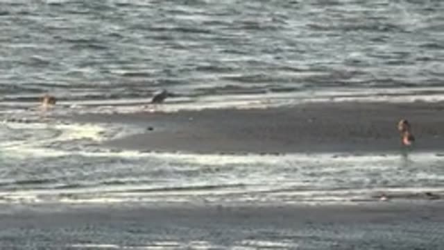 SAN CARLOS BCS MEXICO-2022: Shorebirds Moving Along the Beach Shoreline