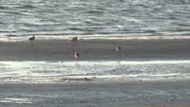 SAN CARLOS BCS MEXICO-2022: Birds Walking Along the Shoreline at Low Tide