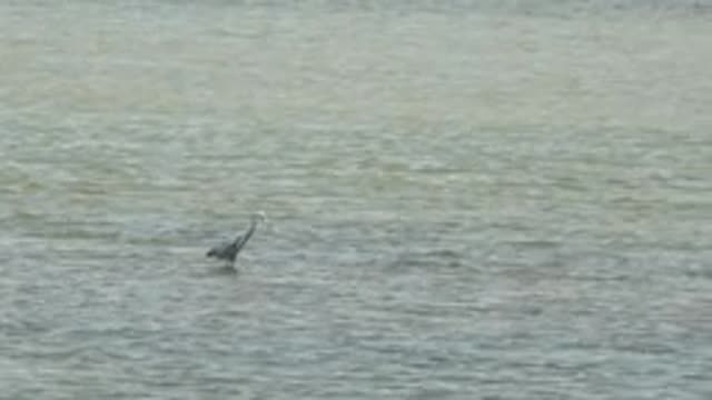GUERRERO NEGRO BCS MEXICO-2022: Heron Catching and Swallowing Fish in Shallow Water