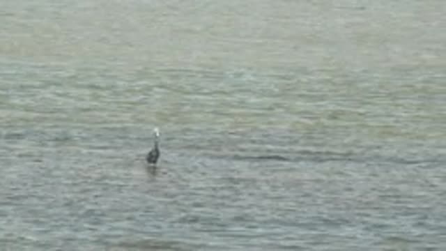 GUERRERO NEGRO BCS MEXICO-2022: Heron Standing in Shallow Calm Water