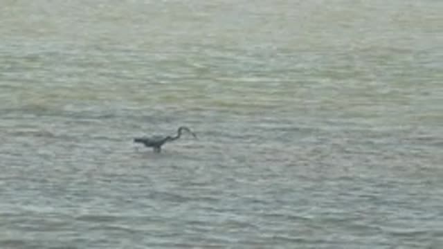 GUERRERO NEGRO BCS MEXICO-2022: Heron Hunting in Shallow Water