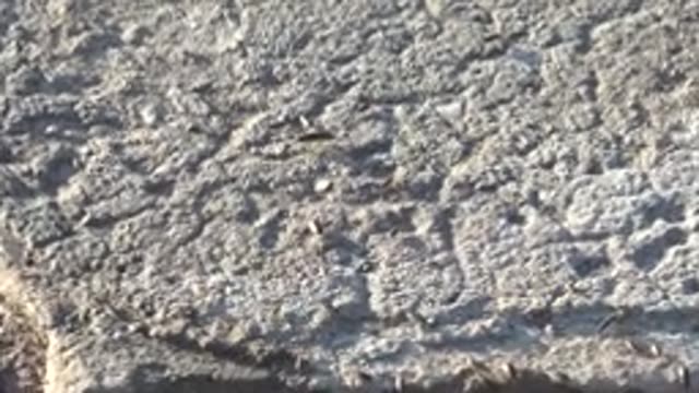 MULEGE BCS MEXICO-2022: Small Insects Crawling on Textured Concrete Surface