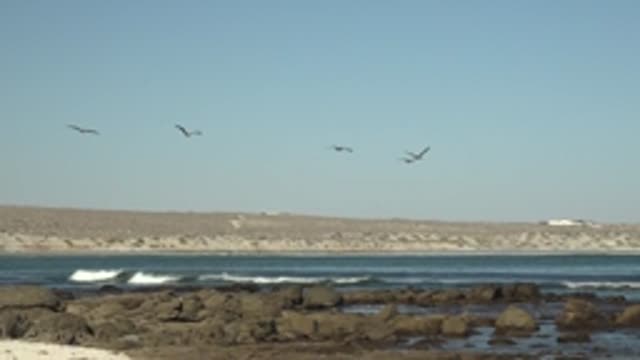 LA BOCANA BCS MEXICO-2022: Birds Flying over Rocky Coastal Waters