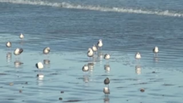 LA BOCANA BCS MEXICO-2022: Seagulls Wading on a Wet Beach with Receding Waves
