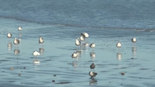 LA BOCANA BCS MEXICO-2022: Shorebirds Wading in Shallow Beach Water