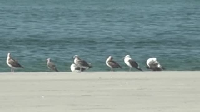 LA BOCANA BCS MEXICO-2022: Seagulls Moving Along a Concrete Water Edge