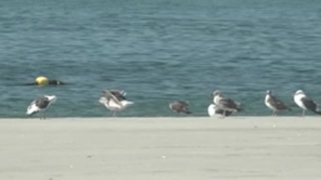 LA BOCANA BCS MEXICO-2022: Seagull Flapping Wings on Concrete Seawall