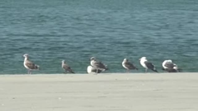 LA BOCANA BCS MEXICO-2022: Seagulls Perched on a Concrete Edge Near Water